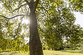 London plane (Platanus hispanica)