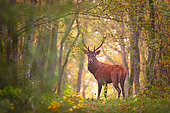 Red deer (Cervus elaphus) male in forest, Sacy forest, Yonne, Burgundy, France