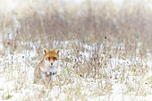 Red fox (Vulpes vulpes) in a snow-covered meadow, Yonne, Burgundy, France