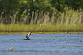 Great cormorant (Phalacrocorax carbo) fishing for carp in a pond in the Dombes, France