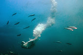 Cape Gannet (Morus capensis; Endangered) catching Southern African Pilchard (Sardinops sagax), Port St. Johns, Wild Coast, Eastern Cape, Transkei, South Africa, Africa, Indian Ocean