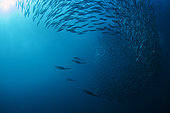 Cormoran du Cap (Phalacrocorax capensis) nageant parmi un banc de sardines de Pacifique (Sardinops sagax) avec le soleil en arrière-plan, Port St. Johns, Wild Coast, Eastern Cape, Transkei, Afrique du Sud, Océan Indien