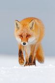Red Fox (Vulpes vulpes) walking in the snow, Germany