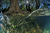 Submerged plane tree roots in the river Lez, Hérault, Occitanie, France