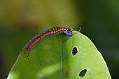 Juvenile Jungle Centipede (Scolopendra subspinipes) with Pentatomoid (Pentatomoidea Superfamily) nymph prey on leaf, Saba, Gianyar, Bali, Indonesia