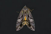 Common Fruit-piercing Moth (Eudocima phalonia), common agricultural fruit pest piercing fruit to suck juice, Saba, Gianyar, Bali, Indonesia