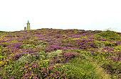 Flowering heath, heather and gorse, Cap Frehel, Brittany, France