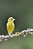 Greenfinch (Chloris chloris) on a branch, France