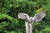 Little owl (Athene noctua) on a post holding a vole in beak, Vendée, France