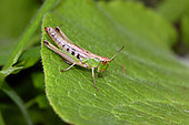 Meadow grasshopper (Chorthippus parallelus) on a leaf, Mayenne, France
