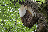 Bee honeycomb (Apis mellifera) attach to a tree, England