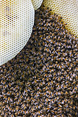 Bee honeycomb (Apis mellifera), England