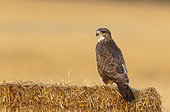 Buzzard (Buteo buteo) perched on a straw bale, England