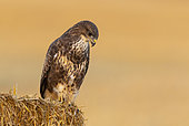 Buzzard (Buteo buteo) perched on a straw bale