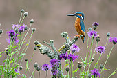 Kingfisher (Alcedo atthis) perched on a branch amongst flowers, England