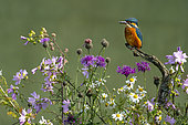 Kingfisher (Alcedo atthis) perched amongst wild flowers, England