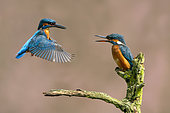 Kingfisher (Alcedo atthis) male hovering in front of female, England
