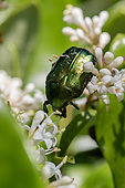 Rose Chafer (Cetonia aurata) on Japanese Privet (Ligustrum japonicum) flowers, Cotes-d'Armor, France