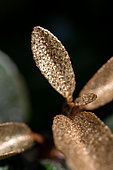 Ebbing's silverberry (Elaeagnus x submacrophylla), youngs leaves, France