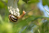 Snail (Cepaea sp.) hanging on a leaf, Gers, France