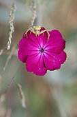 Crab Spider (Thomisus onustus) on Rose campion (Silene coronaria) flower, Ardeche, France