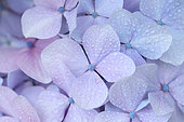 Dew-covered French hydrangea (Hydrangea macrophylla) flowers, Cotes-d'Armor, France