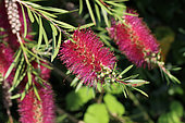 Bottlebrush (Callistemon sp) flowers, Cotes d'Armor, France
