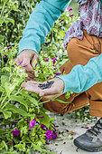 Woman harvesting seeds of the Marvel-of-Peru. The plant produces seeds that will faithfully transmit the colour of the plant.