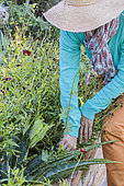 Woman weeding a sow-thistle in a bed in summer.