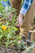 Man harvesting beans in a vegetable patch.
