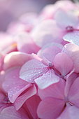 Dew-covered French hydrangea (Hydrangea macrophylla) flowers, Cotes-d'Armor, France