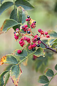 Japanese pepper (Zanthoxylum piperitum), aphids and ants on fruit, Gers, France