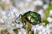 Rose Chafer (Cetonia aurata) on Japanese Privet (Ligustrum japonicum) flowers, Cotes-d'Armor, France
