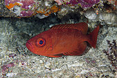 Bloch's Bigeye (Priacanthus blochii), Gili Tepekong dive site, Candidasa, Bali, Indonesia