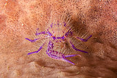 Squat Lobster (Lauriea siagiani) on Barrel Sponge (Xestospongia tertudinaria), Crystal Bay dive site, Padang Bai, Bali, Indonesia