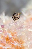 Dalmatian Ladybug Amphipod (Cyproideidae Family) on coral, Gili Tepekong dive site, Candidasa, Bali, Indonesia