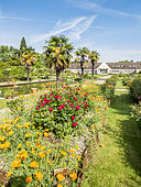 California poppy (Eschscholzia californica) and hybrid rose (Rosa rekord) 'Milano', Roseraie de l'Ecole du Breuil, Paris, France