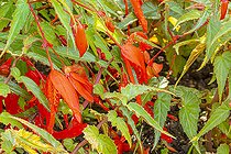 Begonia (Begonia boliviensis) ‘Bossa Nova' flowers