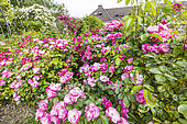 Modern Hybrid Rose (Rosa x) 'Marjorie Fair' and 'Angela', Ecole du Breui, Paris, France