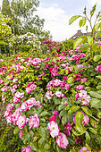 Modern Hybrid Rose (Rosa x) 'Marjorie Fair' and 'Angela', Ecole du Breui, Paris, France