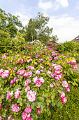 Rose (Rosa floribunda) 'Angela', Ecole du Breui, Paris, France