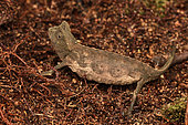 Brown Leaf Chameleon (Brookesia superciliaris), on the forest floor, Andasibe (Périnet), Alaotra-Mangoro Region, Madagascar