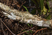 Mossy leaf-tail gecko (Uroplatus sikorae) on a branch, camouflaged by its skin flap, Andasibe (Périnet), Alaotra-Mangoro Region, Madagascar
