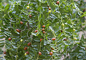 Jujube (Ziziphus jujuba) fruits, Aube, France