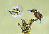 Kingfisher (Alcedo atthis) threatening display towards great tit (Parus Major)