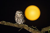 Little owl (Athena noctua) perched on a branch with the moon in the background