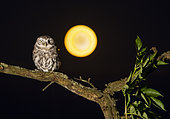 Chevêche d'Athéna (Athene noctua) sur une branche devant la pleine lune, Angleterre