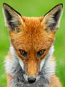 Red fox (Vulpes vulpes) head details, England