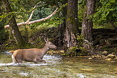 Red deer (Cervus elaphus) hind crossing a river, Abruzzo, Italy