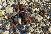 Marsican brown bear (Ursus arctos marsicanus) droppings, Abruzzo National Park, Italy